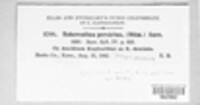Tuberculina persicina image